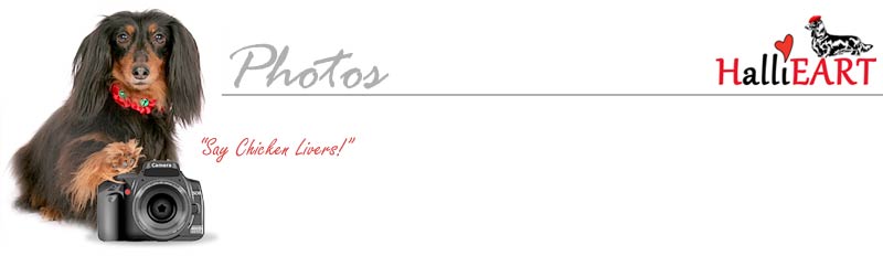 Hallie Dachshund Art