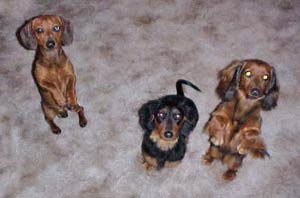 Hallie Art Dachshund Painting